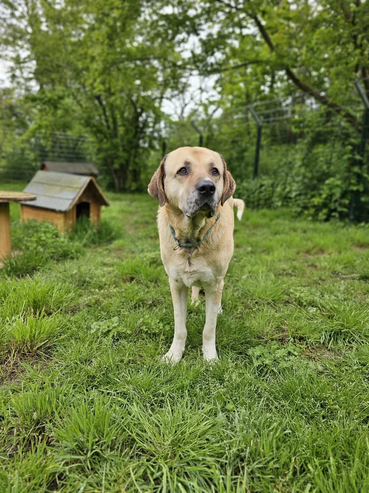 Semmel, male Kangal for adoption at Tierheimhelden — photo 6 of 6