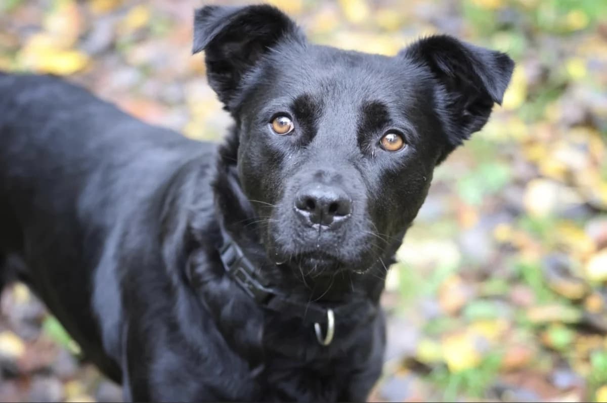 Roxy, female Labrador Retriever for adoption at Tierheimhelden