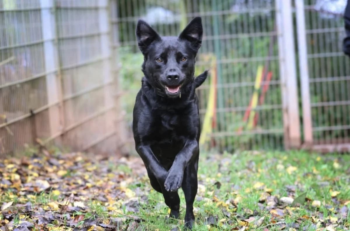 Roxy, female Labrador Retriever for adoption at Tierheimhelden — photo 2 of 5