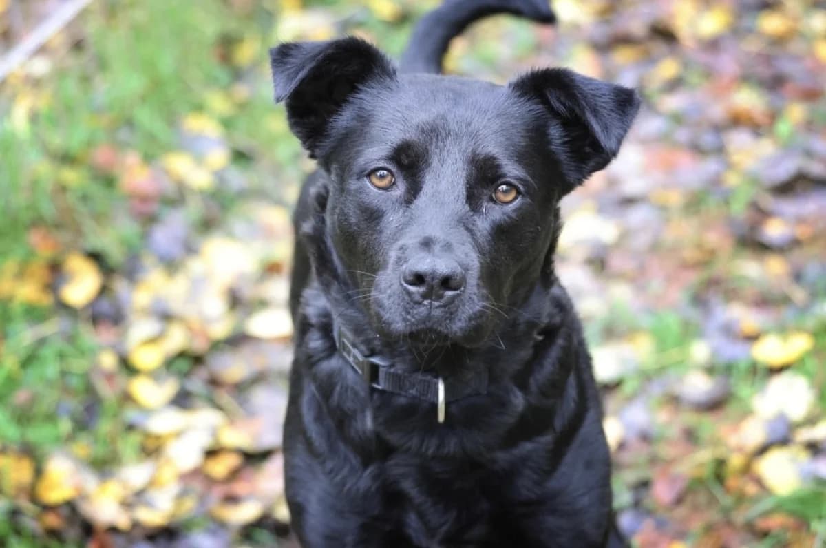 Roxy, female Labrador Retriever for adoption at Tierheimhelden — photo 3 of 5