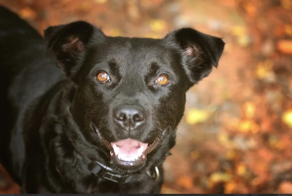Roxy, female Labrador Retriever for adoption at Tierheimhelden — photo 4 of 5