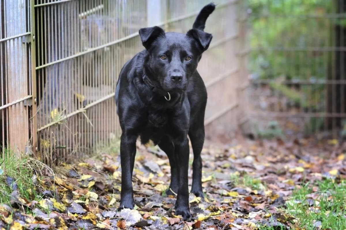 Roxy, female Labrador Retriever for adoption at Tierheimhelden — photo 5 of 5