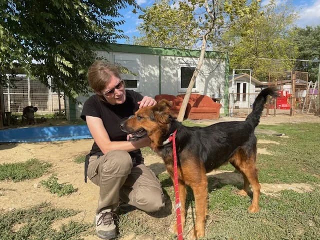 Samson, male Mixed Breed for adoption at Tierheimhelden