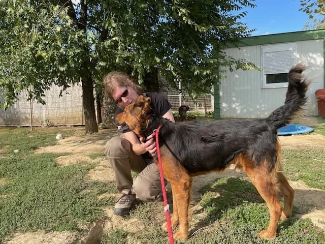 Samson, male Mixed Breed for adoption at Tierheimhelden — photo 2 of 13