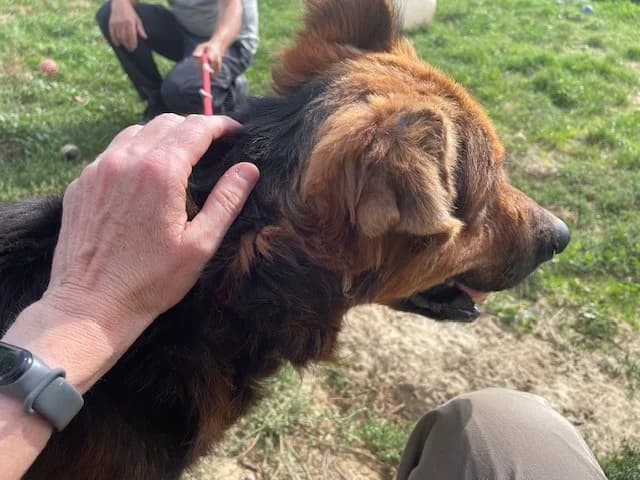 Samson, male Mixed Breed for adoption at Tierheimhelden — photo 3 of 13