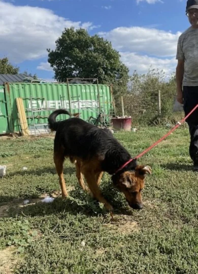 Samson, male Mixed Breed for adoption at Tierheimhelden — photo 4 of 13