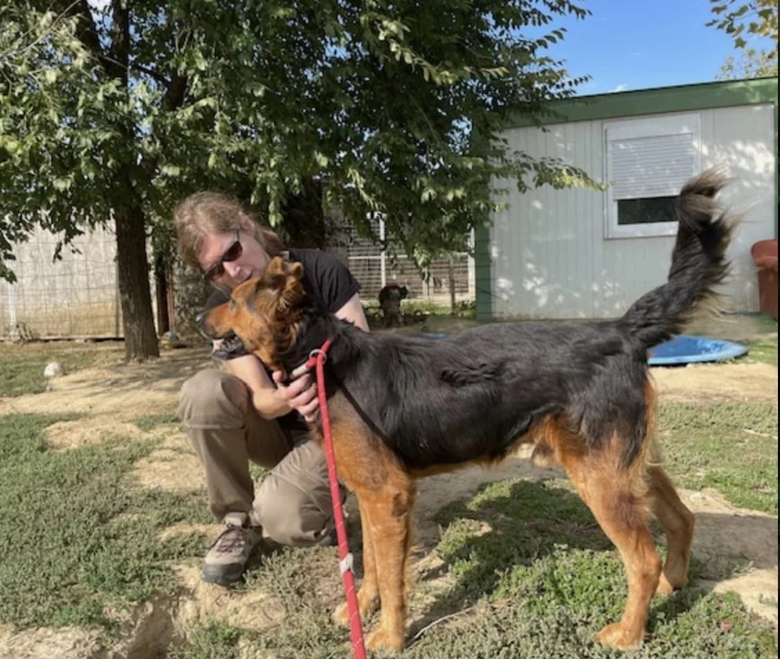Samson, male Mixed Breed for adoption at Tierheimhelden — photo 5 of 13
