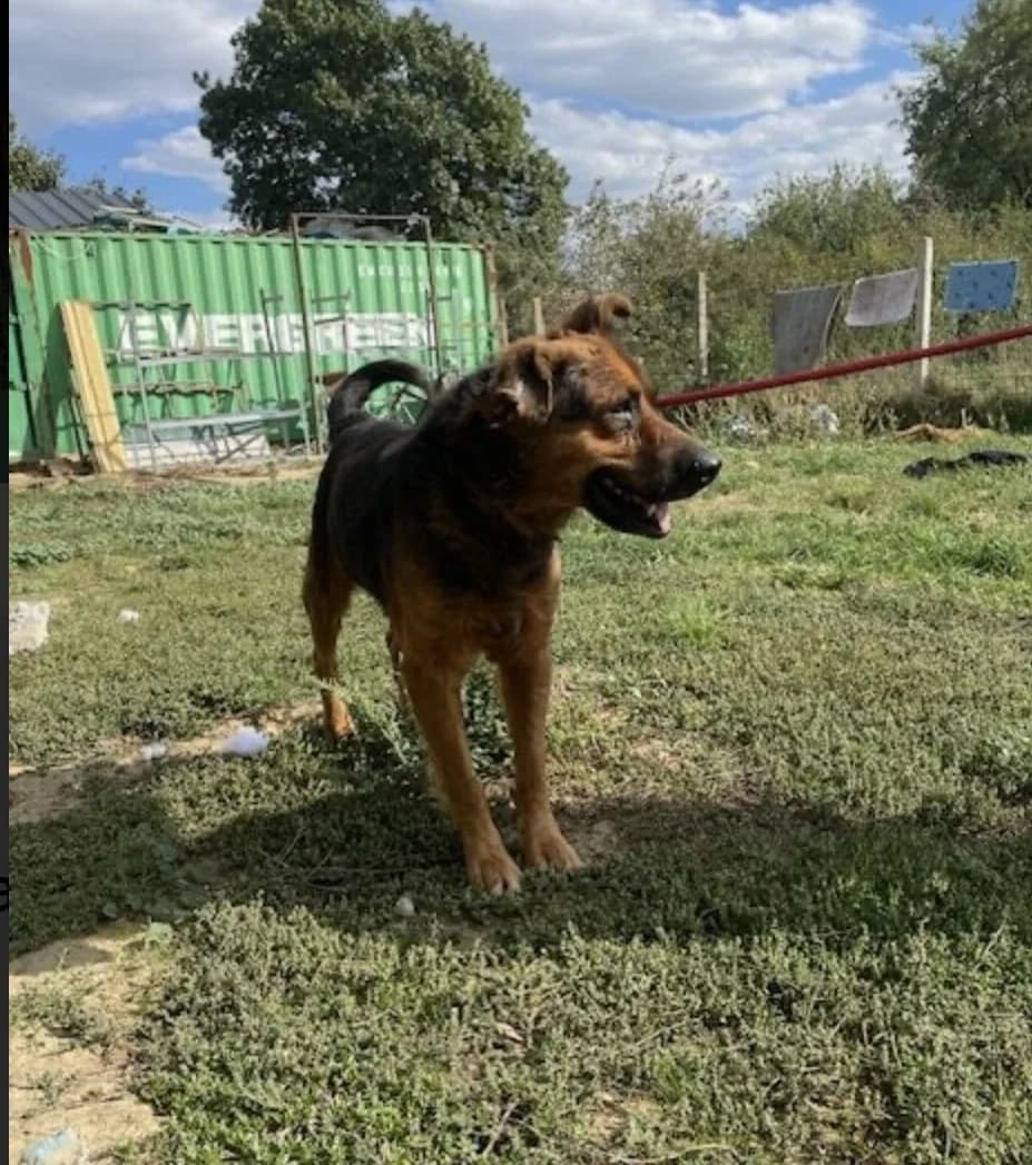 Samson, male Mixed Breed for adoption at Tierheimhelden — photo 6 of 13