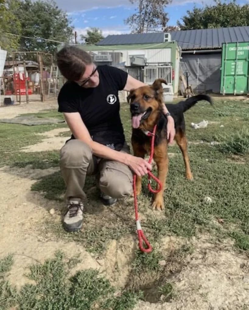 Samson, male Mixed Breed for adoption at Tierheimhelden — photo 7 of 13