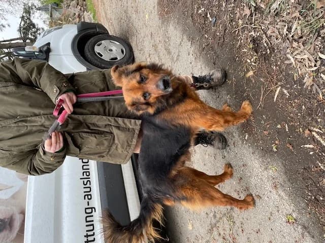 Samson, male Mixed Breed for adoption at Tierheimhelden — photo 8 of 13