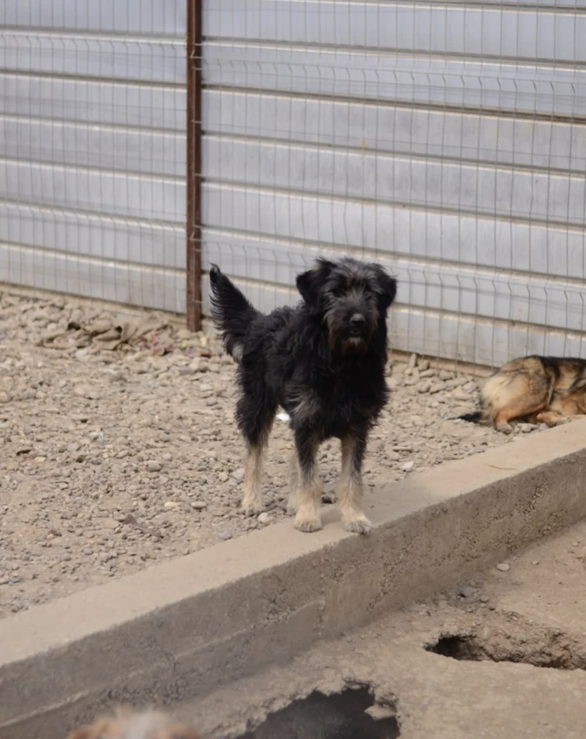 Shuri, female Mixed Breed for adoption at Tierheimhelden