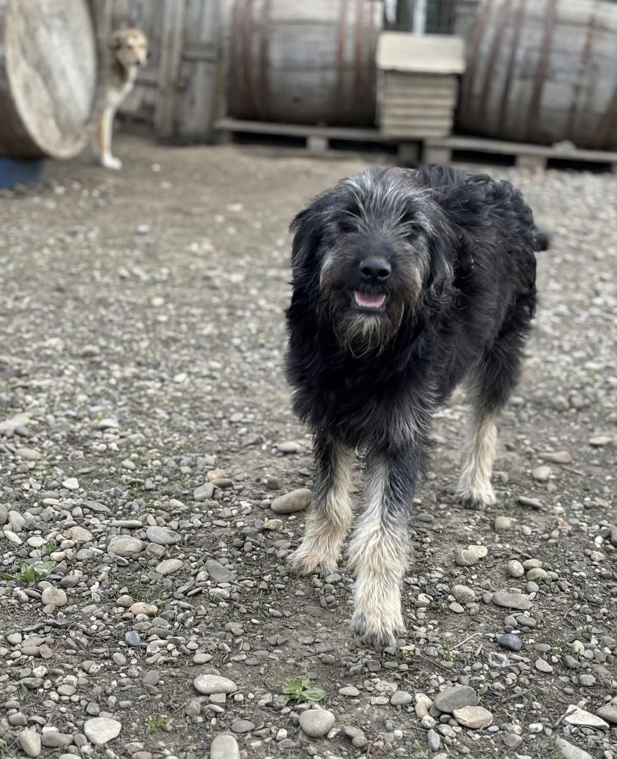 Shuri, female Mixed Breed for adoption at Tierheimhelden — photo 2 of 3