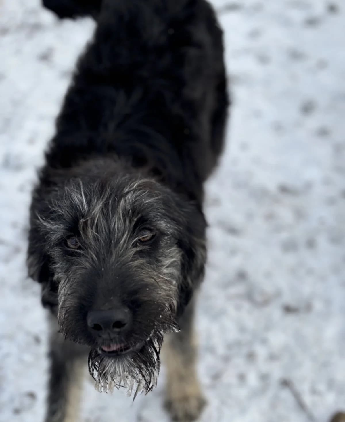 Shuri, female Mixed Breed for adoption at Tierheimhelden — photo 3 of 3