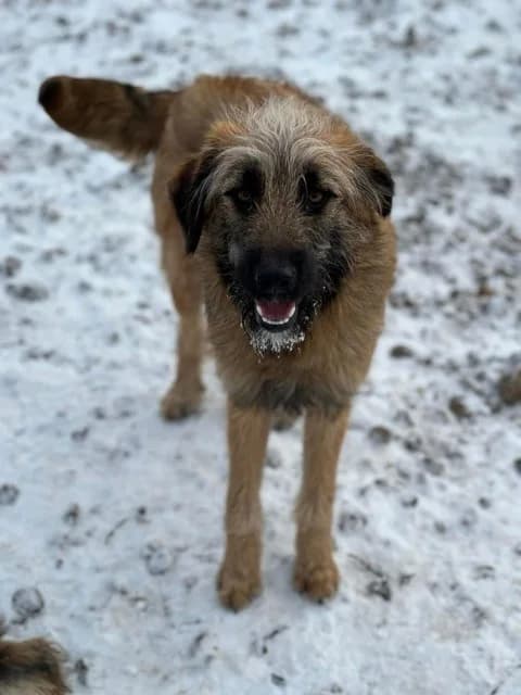 Amala, female Mixed Breed for adoption at Tierheimhelden