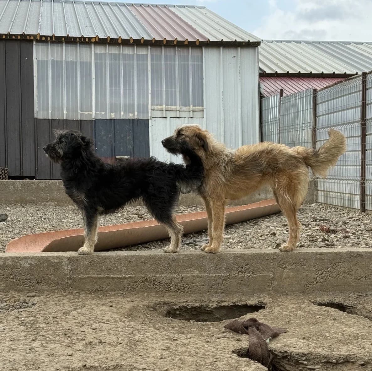 Amala, female Mixed Breed for adoption at Tierheimhelden — photo 2 of 4