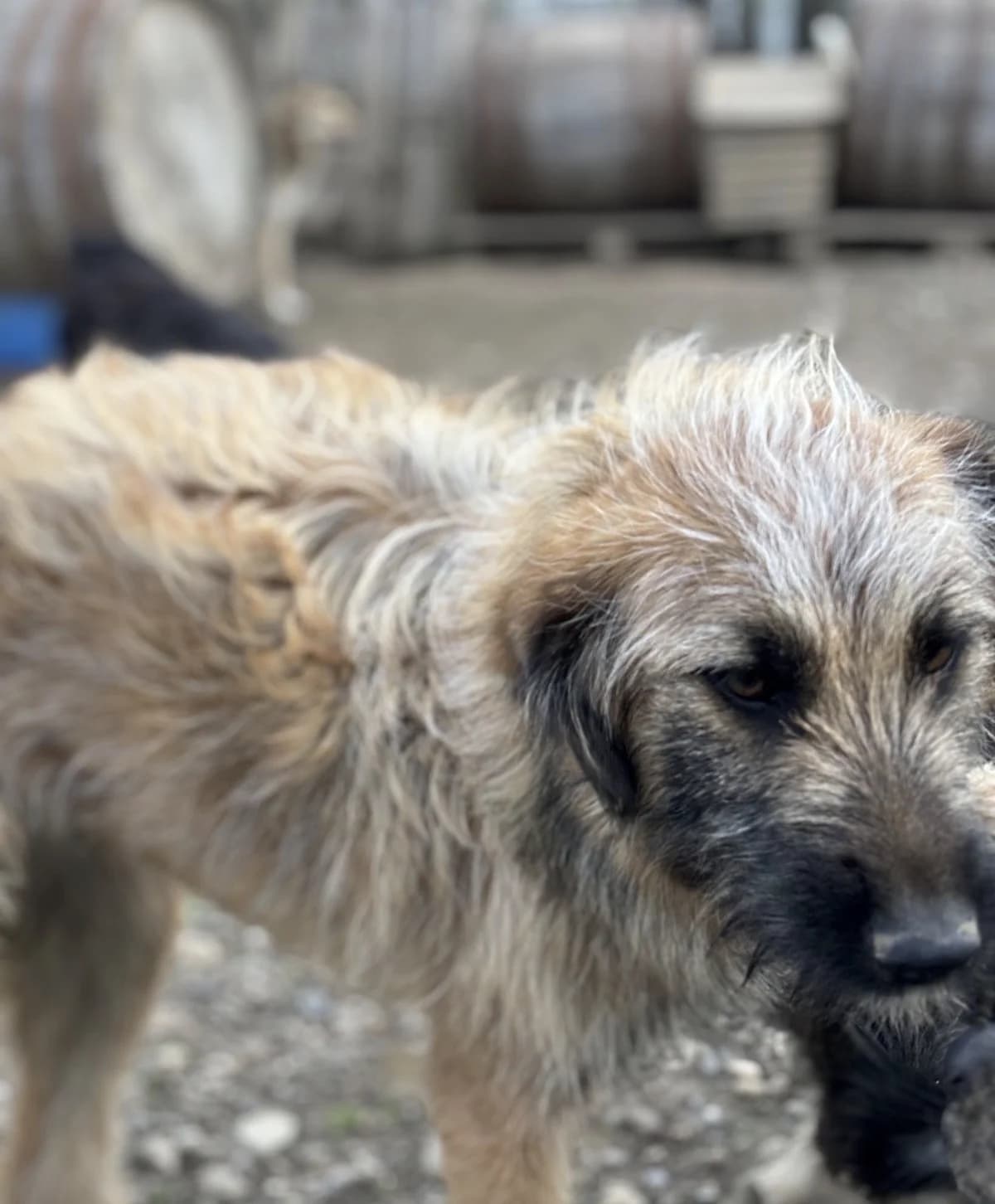 Amala, female Mixed Breed for adoption at Tierheimhelden — photo 3 of 4