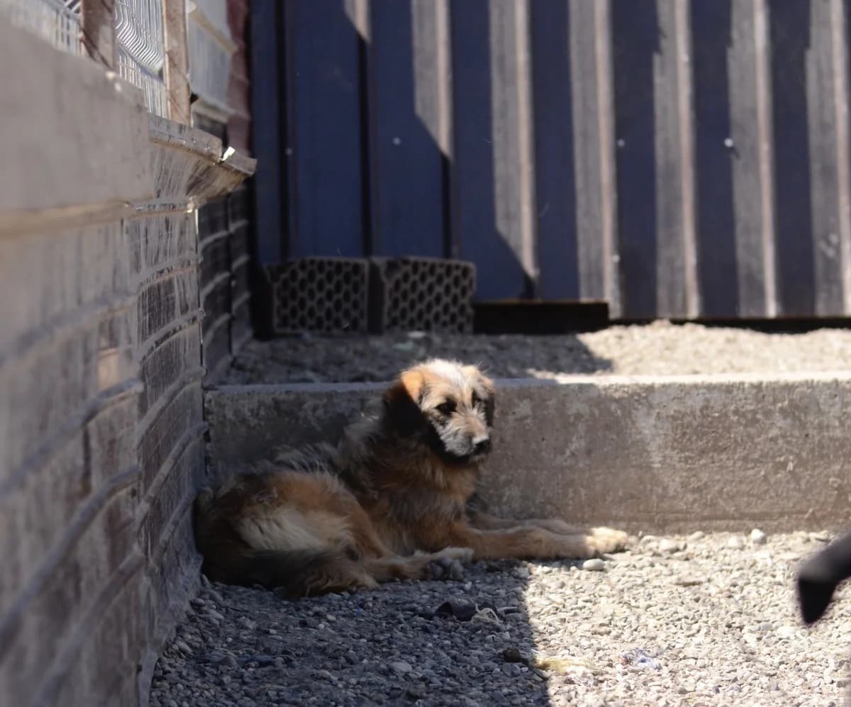 Amala, female Mixed Breed for adoption at Tierheimhelden — photo 4 of 4