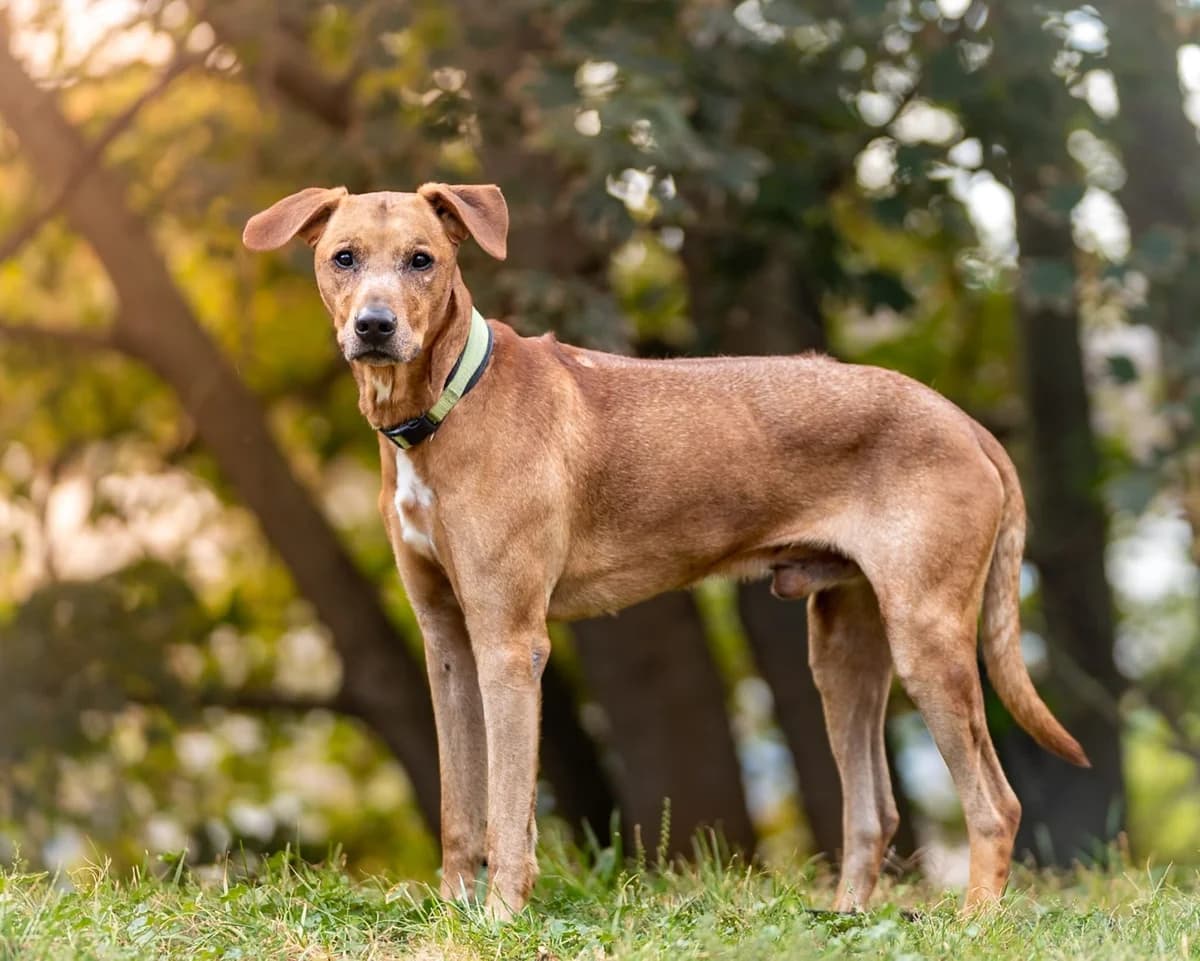 Tyson, male Rhodesian Ridgeback for adoption at Tierheimhelden