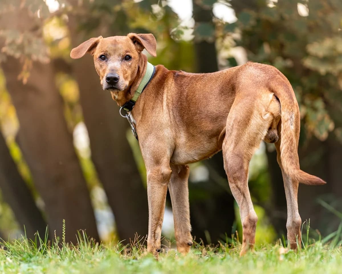 Tyson, male Rhodesian Ridgeback for adoption at Tierheimhelden — photo 2 of 2