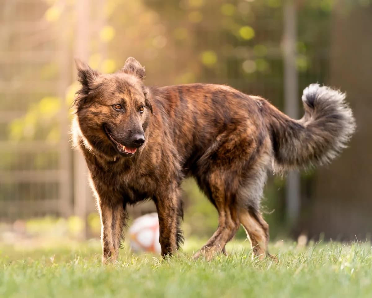 Maja, female German Shepherd for adoption at Tierheimhelden