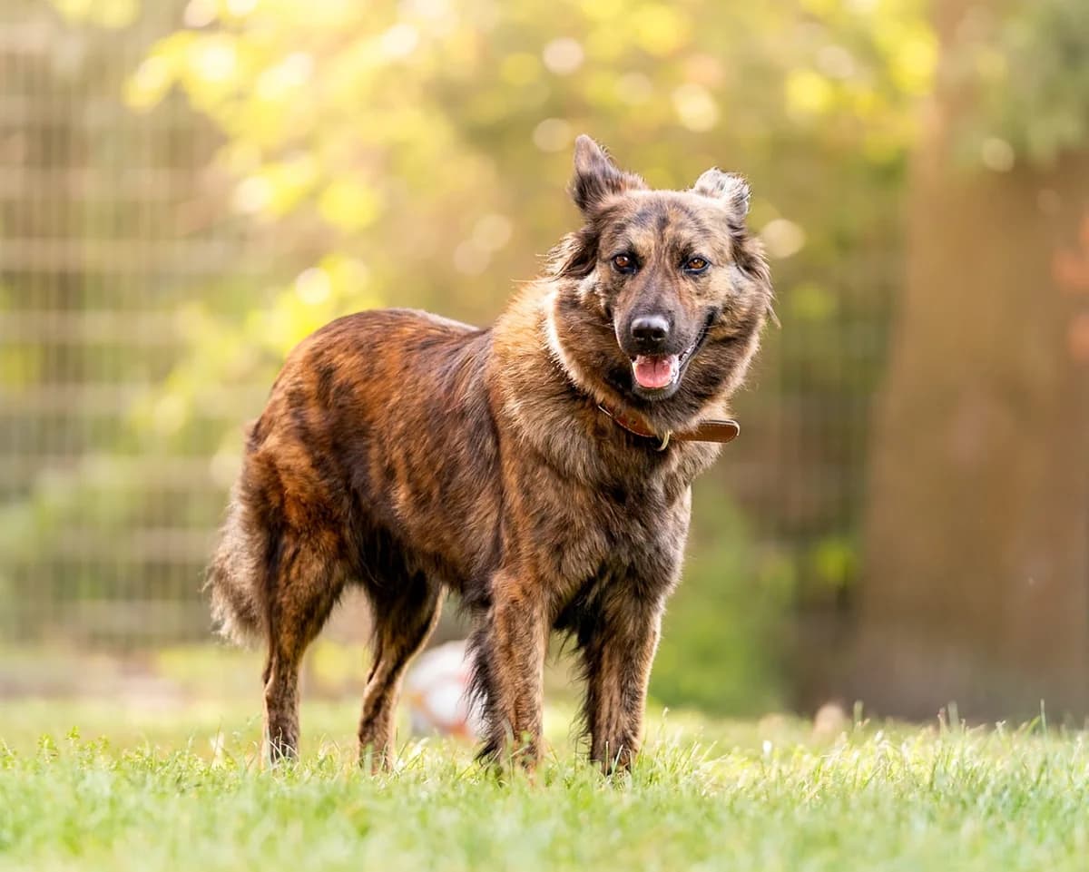 Maja, female German Shepherd for adoption at Tierheimhelden — photo 2 of 3
