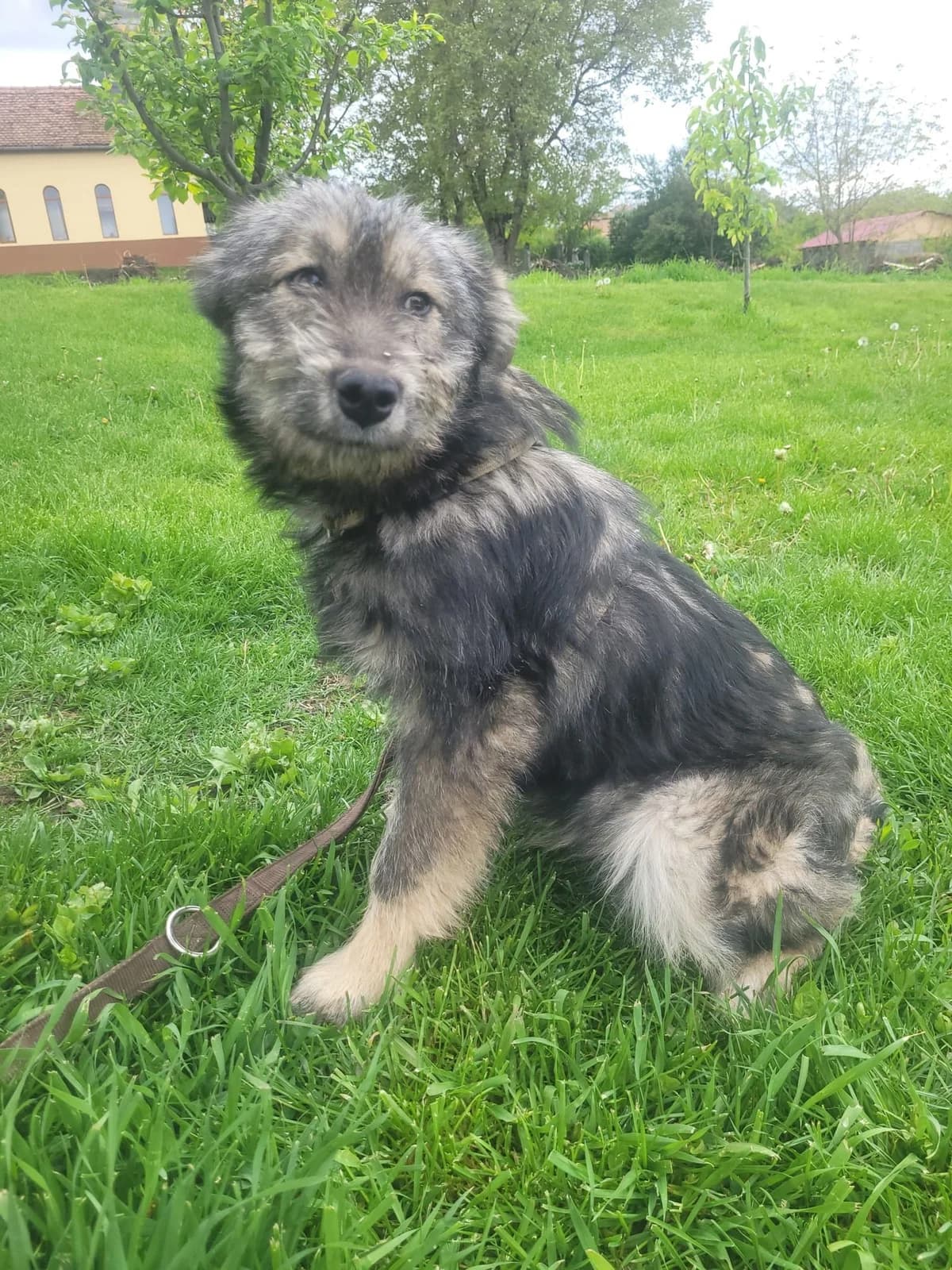 Picasso, male Mixed Breed for adoption at Tierheimhelden