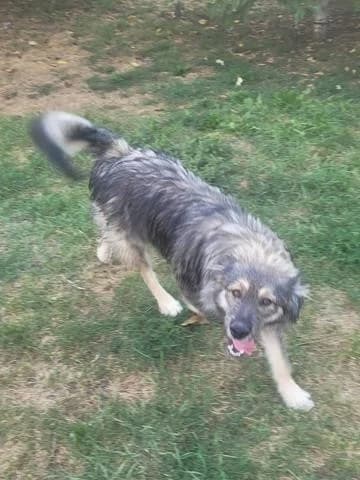 Picasso, male Mixed Breed for adoption at Tierheimhelden — photo 2 of 15