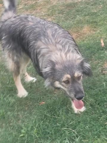 Picasso, male Mixed Breed for adoption at Tierheimhelden — photo 3 of 15