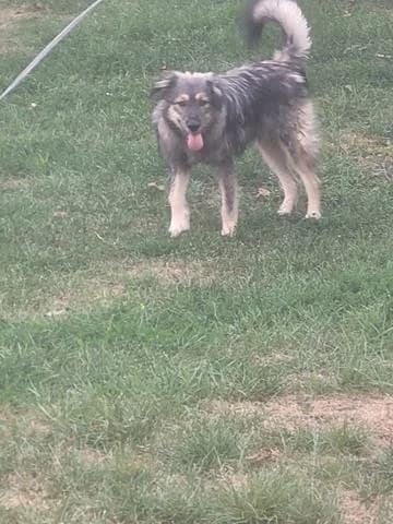 Picasso, male Mixed Breed for adoption at Tierheimhelden — photo 4 of 15