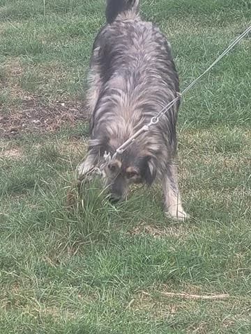 Picasso, male Mixed Breed for adoption at Tierheimhelden — photo 5 of 15