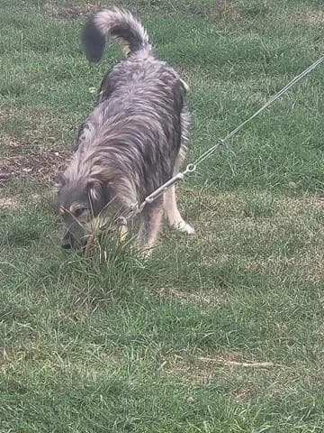 Picasso, male Mixed Breed for adoption at Tierheimhelden — photo 6 of 15