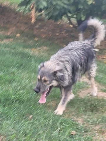 Picasso, male Mixed Breed for adoption at Tierheimhelden — photo 7 of 15