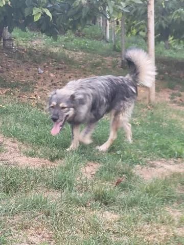 Picasso, male Mixed Breed for adoption at Tierheimhelden — photo 8 of 15