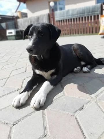 Rain, male Mixed Breed for adoption at Tierheimhelden