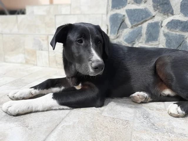Rain, male Mixed Breed for adoption at Tierheimhelden — photo 3 of 16