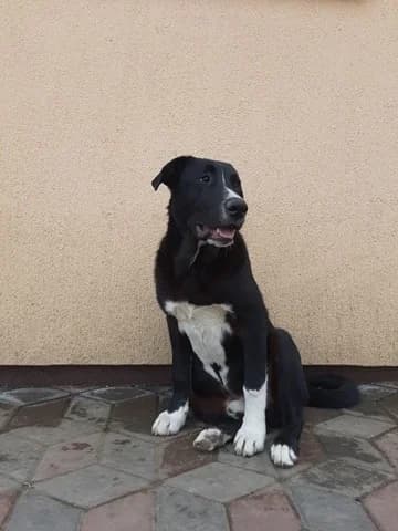 Rain, male Mixed Breed for adoption at Tierheimhelden — photo 4 of 16