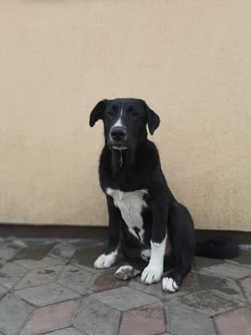 Rain, male Mixed Breed for adoption at Tierheimhelden — photo 5 of 16
