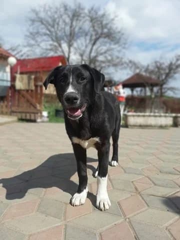 Rain, male Mixed Breed for adoption at Tierheimhelden — photo 6 of 16