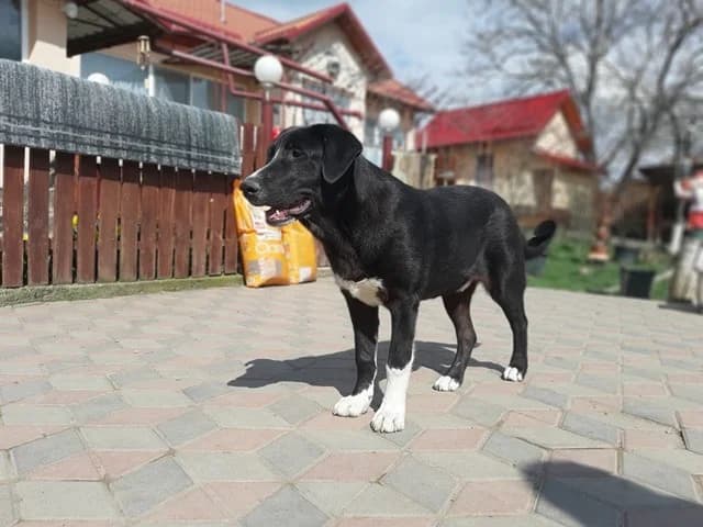 Rain, male Mixed Breed for adoption at Tierheimhelden — photo 8 of 16