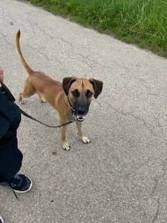 Fynn, male Mixed Breed for adoption at Tierheimhelden