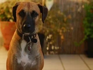 Fynn, male Mixed Breed for adoption at Tierheimhelden — photo 2 of 4