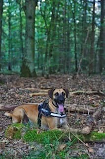 Fynn, male Mixed Breed for adoption at Tierheimhelden — photo 3 of 4