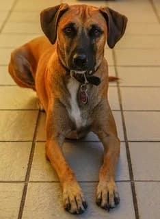 Fynn, male Mixed Breed for adoption at Tierheimhelden — photo 4 of 4