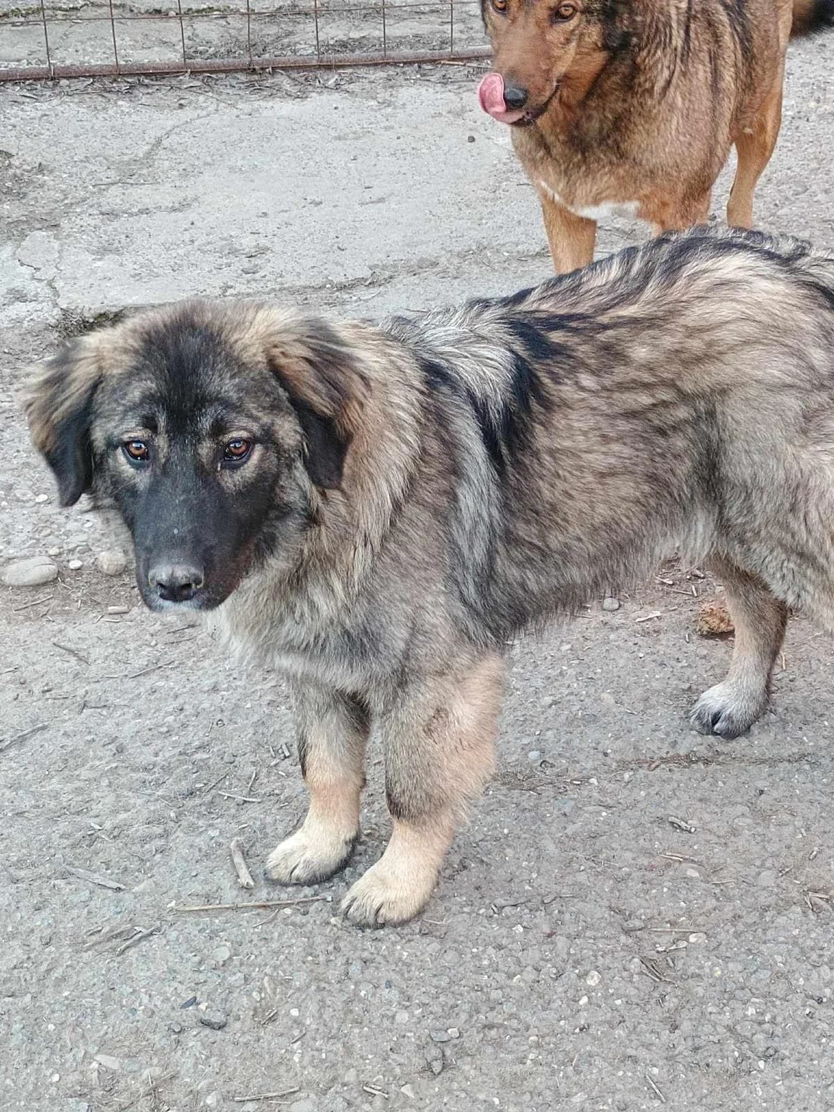 Lino, male Mixed Breed for adoption at Tierheimhelden