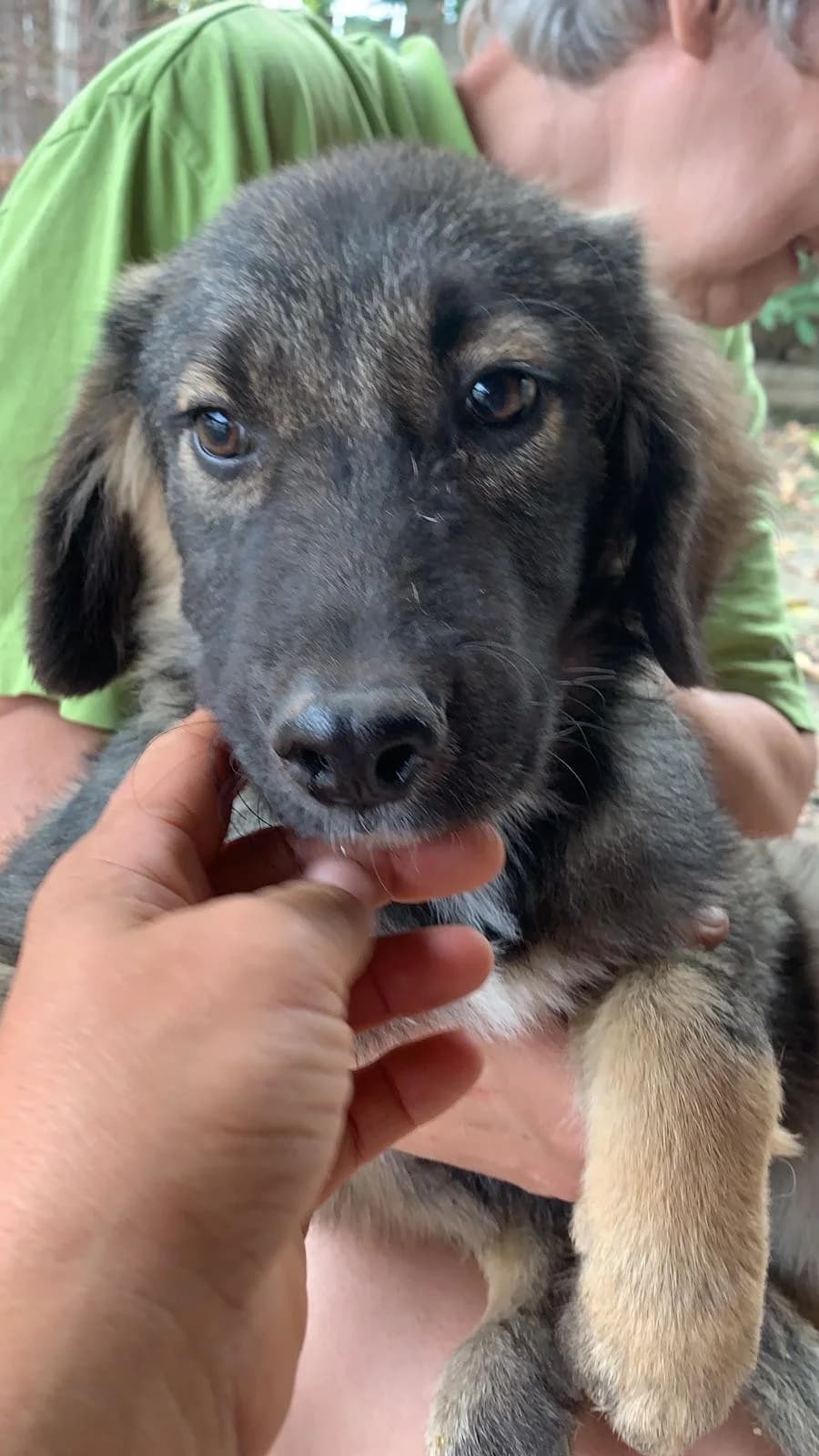 Lino, male Mixed Breed for adoption at Tierheimhelden — photo 2 of 3