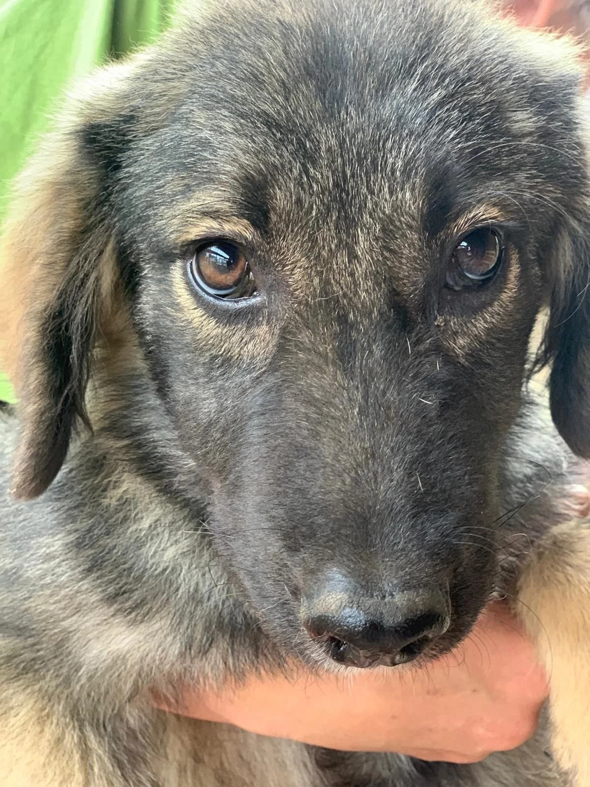 Lino, male Mixed Breed for adoption at Tierheimhelden — photo 3 of 3