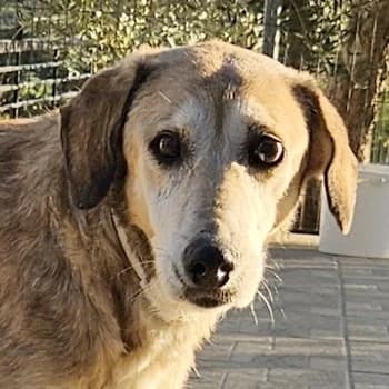 Cleo, female Mixed Breed for adoption at Tierheimhelden