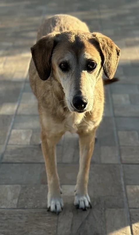 Cleo, female Mixed Breed for adoption at Tierheimhelden — photo 2 of 15