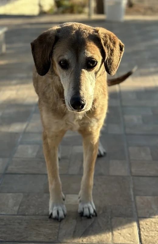 Cleo, female Mixed Breed for adoption at Tierheimhelden — photo 3 of 15