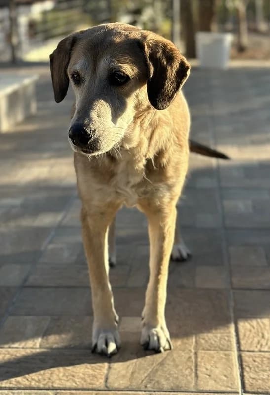 Cleo, female Mixed Breed for adoption at Tierheimhelden — photo 4 of 15